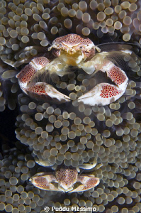 lembeh,nikon d2x 60 mm macro ,family crab by Puddu Massimo 